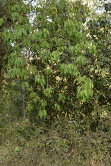 Ficus tsjakela