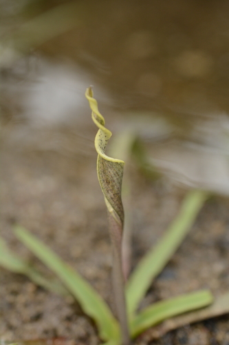 Cryptocoryne retrospiralis, photograph 2