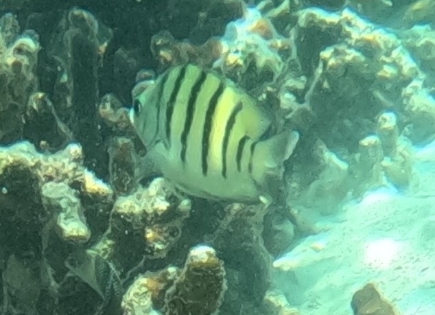 Bengal Sergeant (Abudefduf bengalensis)