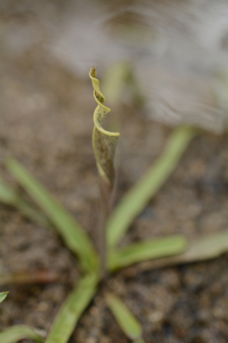 Cryptocoryne retrospiralis, photograph 3
