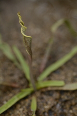Cryptocoryne retrospiralis