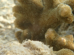 Montipora digitata