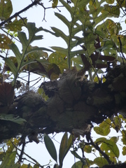 Drynaria quercifolia