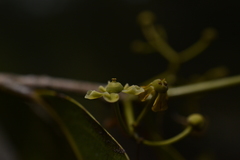 Loeseneriella arnottiana