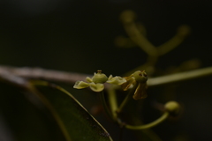 Loeseneriella arnottiana