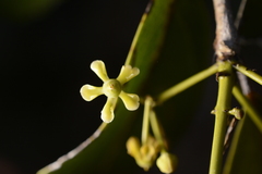 Loeseneriella arnottiana