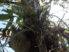 Drynaria quercifolia