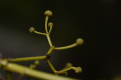 Loeseneriella arnottiana