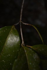 Loeseneriella arnottiana