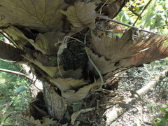 Drynaria quercifolia