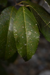 Loeseneriella arnottiana