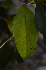 Loeseneriella arnottiana