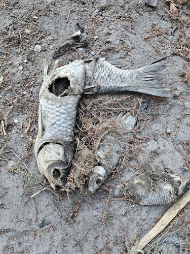 Grass Carp
