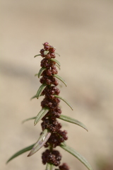 Ammannia baccifera