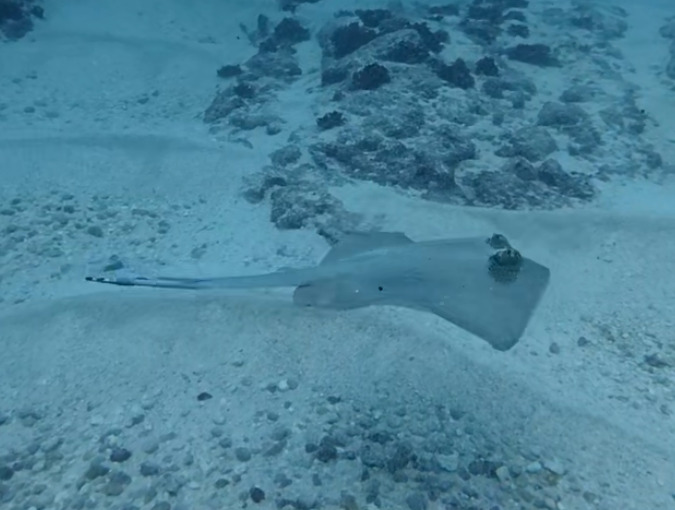 Bluespotted Maskray photo 7