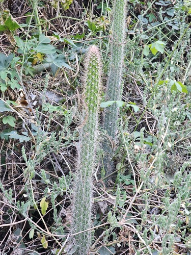 Serpent Cactus