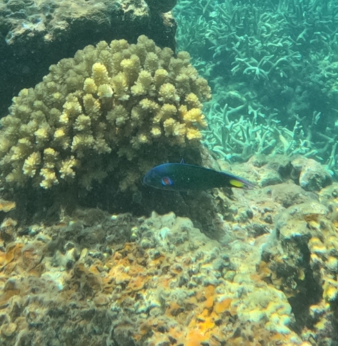 Thalassoma lunare