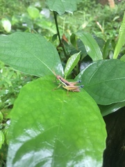 Caryanda spuria