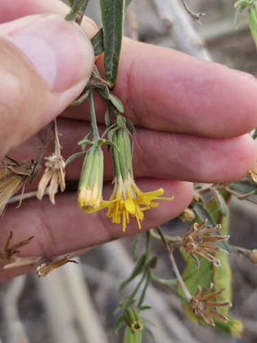 Trixis angustifolia