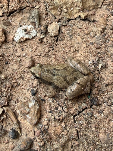 Dark-sided Chorus Frog
