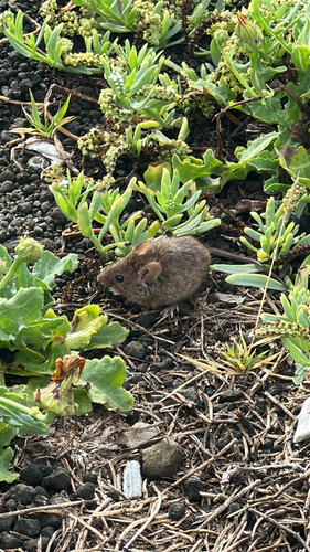Mus musculus observed 2026-03-12