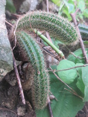 Hylocereeae