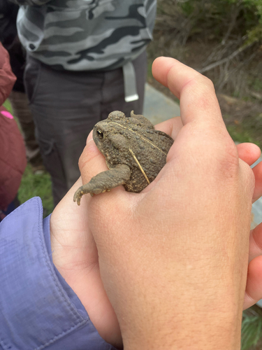 iNaturalist observation photo of Western Toad