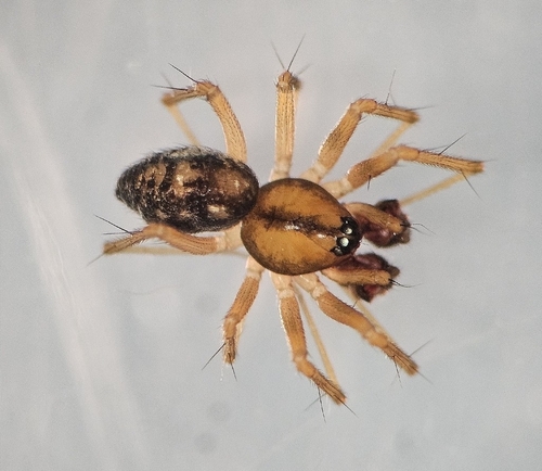 Tenuiphantes sabulosus
