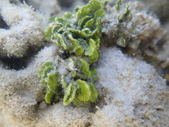 Halimedaceae