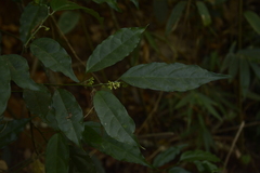 Gomphandra tetrandra