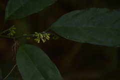 Gomphandra tetrandra