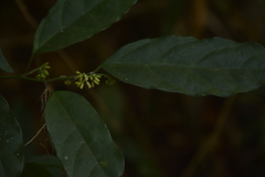 Gomphandra tetrandra