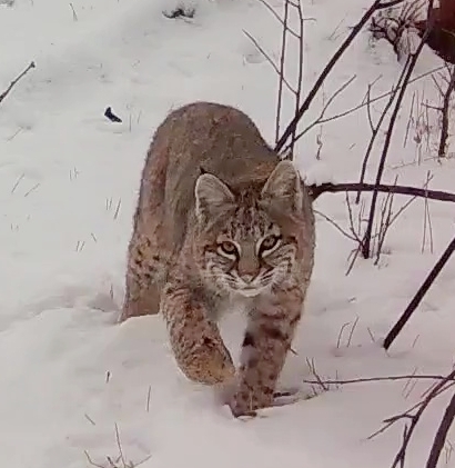 Bobcat