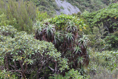 Dracophyllum traversii