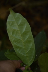 Gomphandra tetrandra