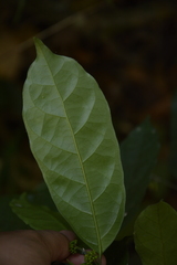 Gomphandra tetrandra