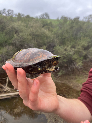 iNaturalist observation photo of Northwestern Pond Turtle