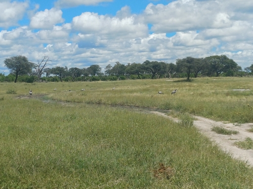 iNaturalist image