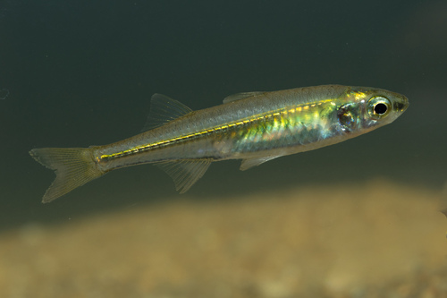 Geelbruine koppoter (Craterocephalus fulvus) — Atherinidae