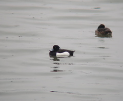 Aythya fuligula