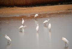 Ardea alba