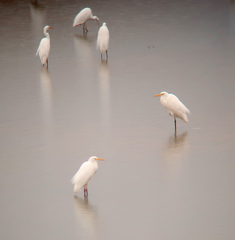 Ardea alba