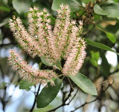 Pterophylla sylvicola