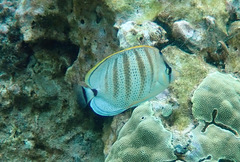 Chaetodon multicinctus