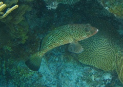 Epinephelus guttatus