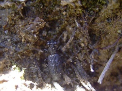 Scopodes