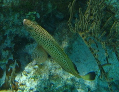 Epinephelus guttatus