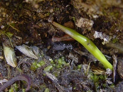 Scopodes