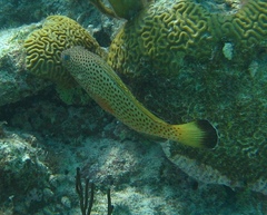 Epinephelus guttatus