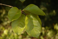Combretum latifolium